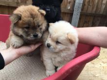 Puppies for sale chow chow - Hungary, Pech