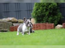 Puppies for sale french bulldog - Netherlands, The Hague