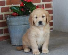 Puppies for sale golden retriever - Azerbaijan, Lankaran