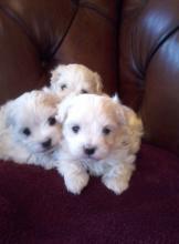 Puppies for sale maltese - Ireland, Dublin