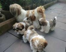 Puppies for sale shih tzu - Sweden, Lidkoping