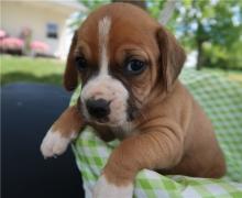 Puppies for sale boxer - Tajikistan, Khujand