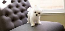 Puppies for sale maltese - United Kingdom, St. Helens