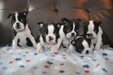 Puppies for sale boston terrier - Luxembourg, Luxembourg