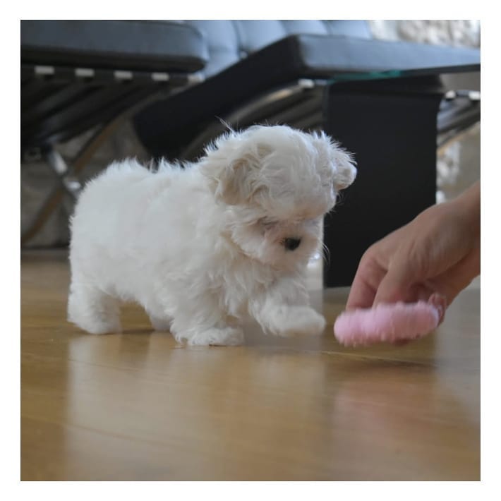 Puppies for sale maltese - United Kingdom, Rugby