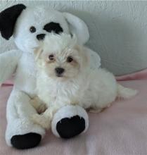 Puppies for sale maltese - United Kingdom, Middlesbrough