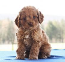 Puppies for sale , cockapoo - Russia, Blagoveshchensk