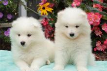 Puppies for sale samoyed dog (samoyed) - Tajikistan, Khujand