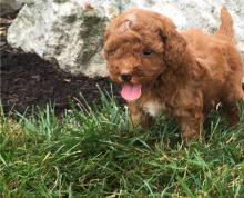 Puppies for sale miniature poodle - Hungary, KecskemГ©t