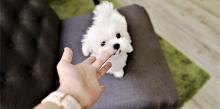 Puppies for sale maltese - United Kingdom, Sheffield