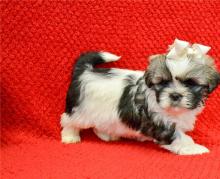 Puppies for sale lhasa apso - United Kingdom, Sheffield