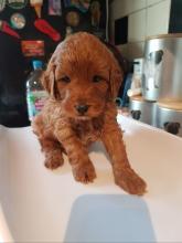 Puppies for sale other breed, cockapoo - United Kingdom, Cardiff