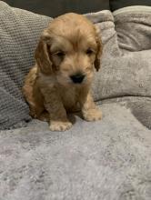 Puppies for sale other breed, cockapoo - United Kingdom, Bristol