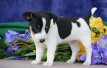 Puppies for sale jack russell terrier - Russia, St. Petersburg