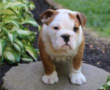 Puppies for sale english bulldog - Azerbaijan, Sumgait