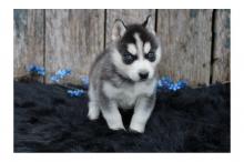 blue siberian husky puppies for sale