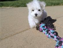 Puppies for sale maltese - United Kingdom, Portsmouth