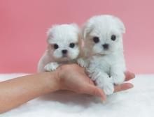 Puppies for sale maltese - Slovakia, Bridge