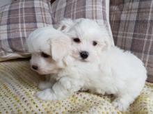 Puppies for sale maltese - United Kingdom, Cambridge