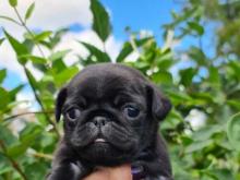 Puppies for sale pug - Poland, Warsaw. Price 10 €