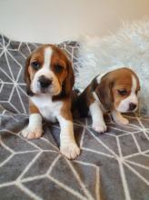 Puppies for sale beagle - United Kingdom, Cardiff
