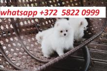 Puppies for sale pomeranian spitz - Estonia, Tartu