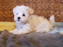 Puppies for sale maltese - United Kingdom, Cambridge