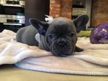 Puppies for sale french bulldog - Sweden, Lulea