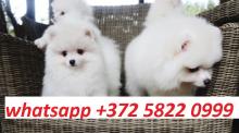 Puppies for sale pomeranian spitz - Estonia, Tallinn