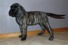 Puppies for sale bullmastiff - Uzbekistan, Namangan