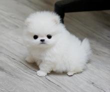 Puppies for sale pomeranian spitz - Bulgaria, Sofia. Price 32 €