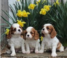 Puppies for sale king charles spaniel - Armenia, Armenia