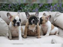 Puppies for sale french bulldog - Ukraine, Odessa
