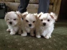 Puppies for sale maltese - Sweden, Lidkoping