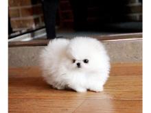 Puppies for sale pomeranian spitz - Kyrgyzstan, Bishkek
