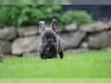 Puppies for sale french bulldog - Kyrgyzstan, Osh