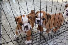 Puppies for sale english bulldog - Germany, Frankfurt
