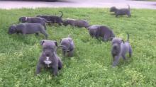 Puppies for sale american pit-bull terrier - Sweden, Stockholm