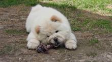 Puppies for sale chow chow - Hungary, Szekesfehervar