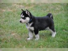 Puppies for sale haski - Germany, Dortmund
