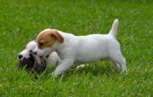 Puppies for sale jack russell terrier - Finland, Lahti