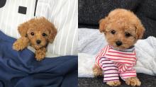 Puppies for sale toy-poodle - Germany, Cologne