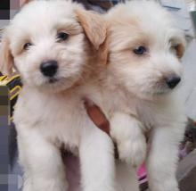 Puppies for sale maltese - United Kingdom, Cambridge
