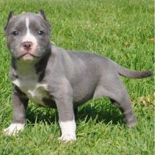 Puppies for sale american pit-bull terrier - Bulgaria, Sofia. Price 10 €