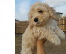 Puppies for sale , cockapoo - Ireland, Cork