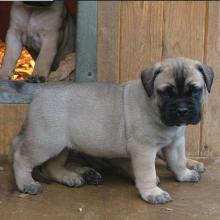 Puppies for sale bullmastiff - United Kingdom, Cambridge