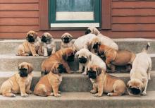 Puppies for sale bullmastiff - Bulgaria, Sofia. Price 10 €