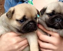 Puppies for sale pug - Ireland, Cork