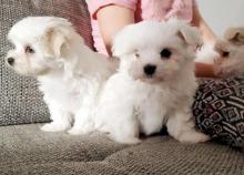 Puppies for sale maltese - Netherlands, The Hague