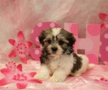 Puppies for sale shih tzu - United Kingdom, Newcastle